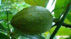 发财树果子怎么种植