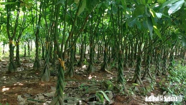 发财树果子怎么种植