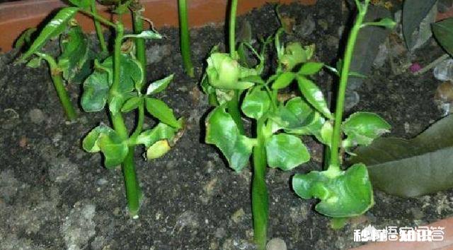 发财树果子怎么种植