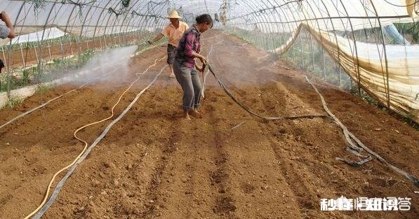 发财树果子怎么种植