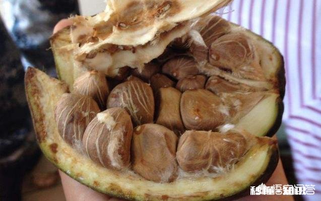 发财树果子怎么种植