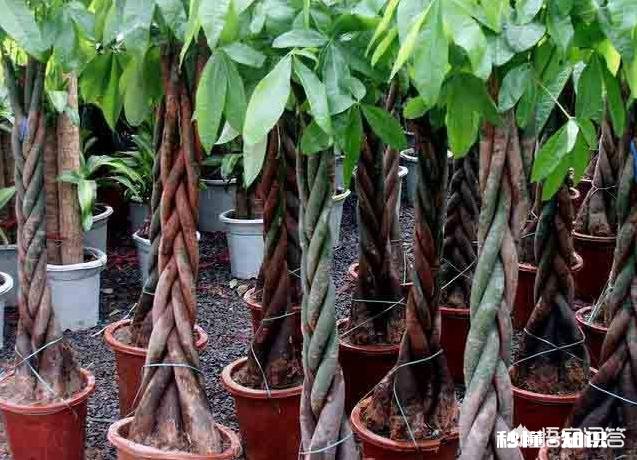 发财树果子怎么种植