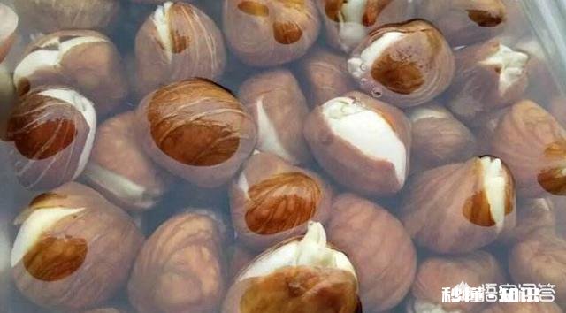 发财树果子怎么种植