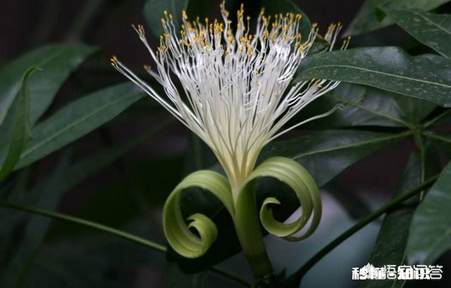 发财树果子怎么种植