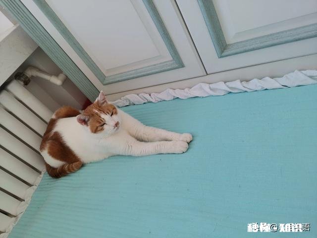 想养猫想到睡不着觉,我该怎么缓解这种心理