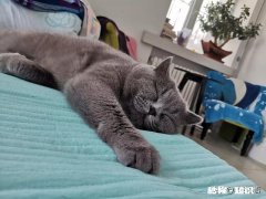 想养猫想到睡不着觉，我该怎么缓解这种心理