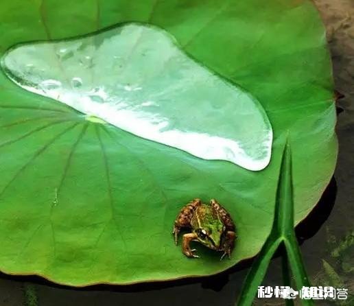 上联: 千朵红莲三尺水，如何对出下联