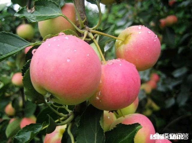 果树单株能结果吗