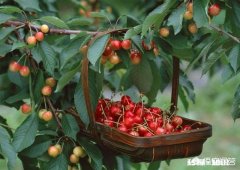 果树单株能结果吗