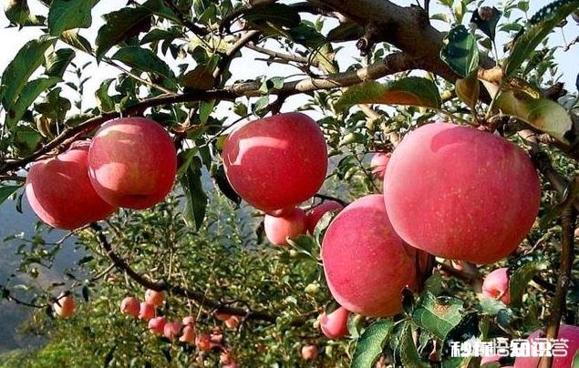 果树单株能结果吗