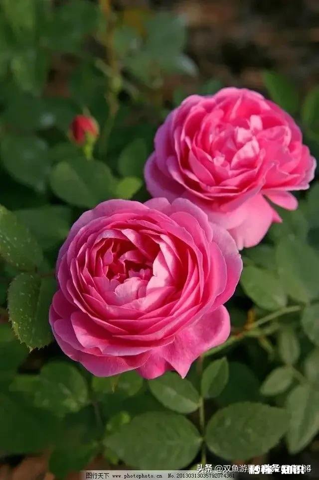 我老婆的父母离婚后，女方重组家庭，我有责任养她嘛