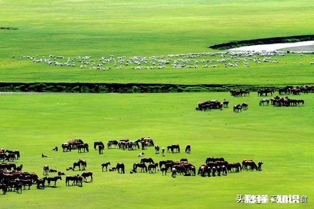 羊肉哪里的最好