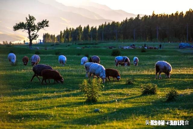 羊肉哪里的最好