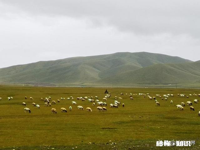 羊肉哪里的最好