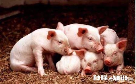 仔猪出生后母体抗原能维持多久，什么疾病都能抵抗吗