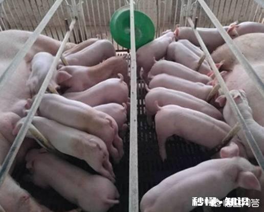 仔猪出生后母体抗原能维持多久，什么疾病都能抵抗吗