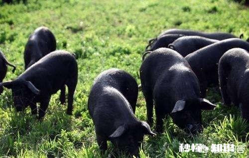 仔猪出生后母体抗原能维持多久，什么疾病都能抵抗吗