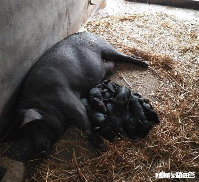 仔猪出生后母体抗原能维持多久，什么疾病都能抵抗吗