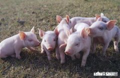 仔猪出生后母体抗原能维持多久，什么疾病都能抵抗吗