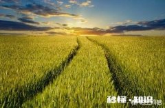 在农村，你们家都有几亩几分地都种植了些什么