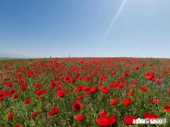 打算七月中旬从西藏阿里到新疆自驾游，时间计划四十天左右，路线怎么规划谢谢