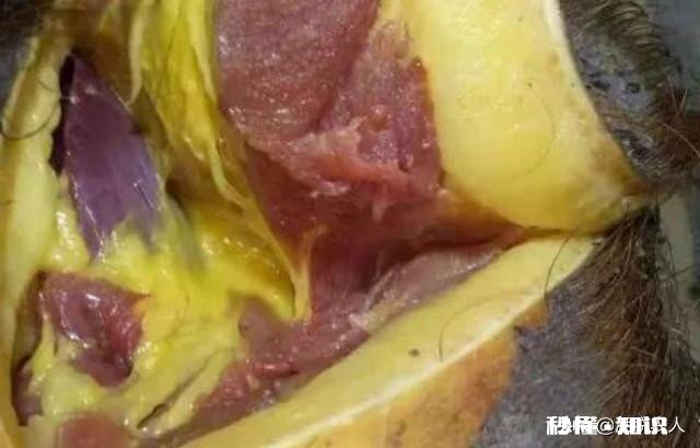 “黄膘猪形成的原因是什么，其肉真不能食用吗