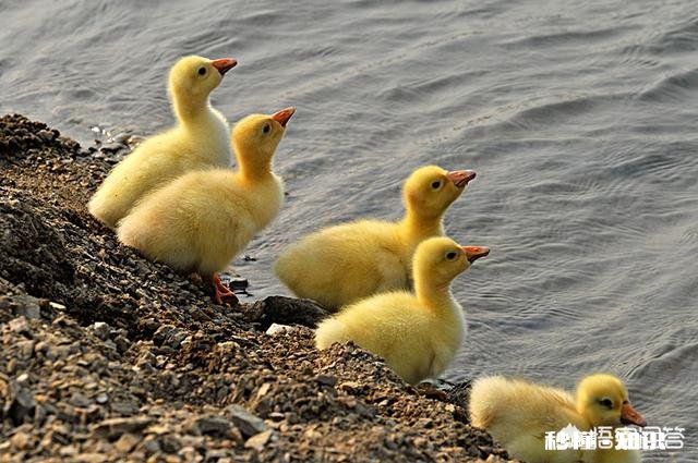 怎样防止鹅的应激