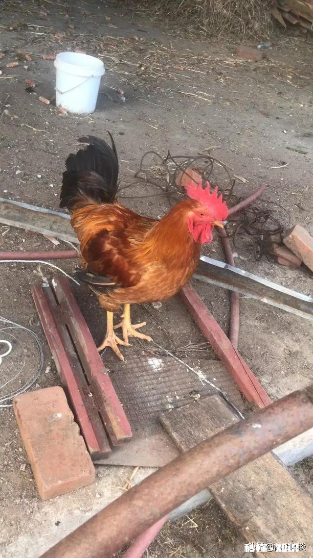 养殖户们来说说哪些品牌的禽药值得推荐