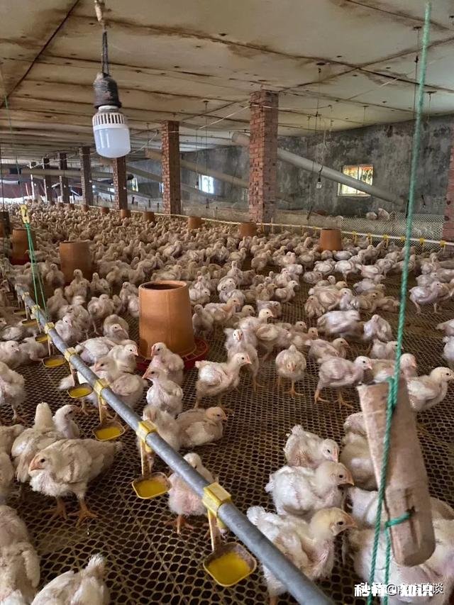 养殖户们来说说哪些品牌的禽药值得推荐