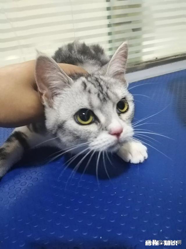 被猫抓伤了，要打疫苗吗