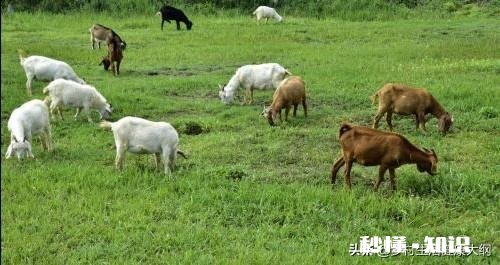 在农村散养羊，从全面考察，哪种羊是最好的
