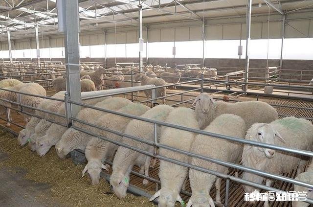 在农村散养羊，从全面考察，哪种羊是最好的