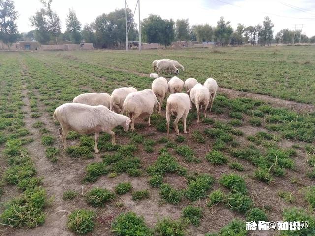在农村散养羊，从全面考察，哪种羊是最好的