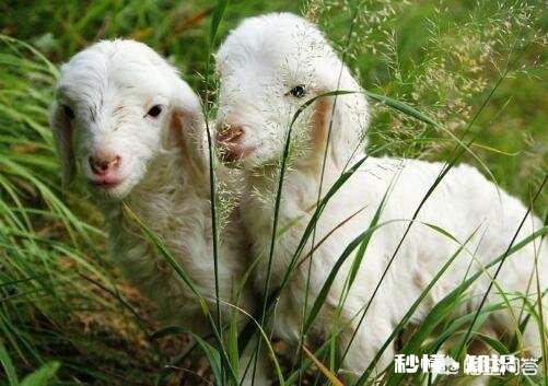 在农村散养羊，从全面考察，哪种羊是最好的