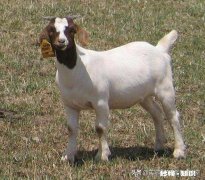 在农村散养羊，从全面考察，哪种羊是最好的