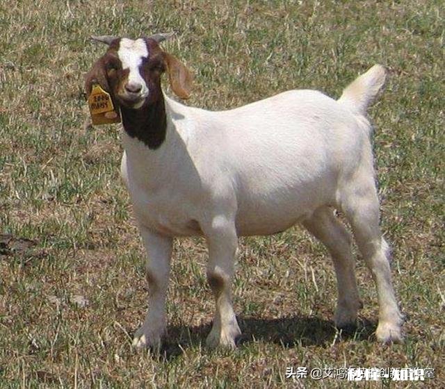 在农村散养羊，从全面考察，哪种羊是最好的