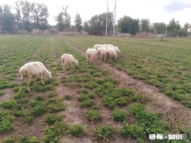 在农村散养羊，从全面考察，哪种羊是最好的
