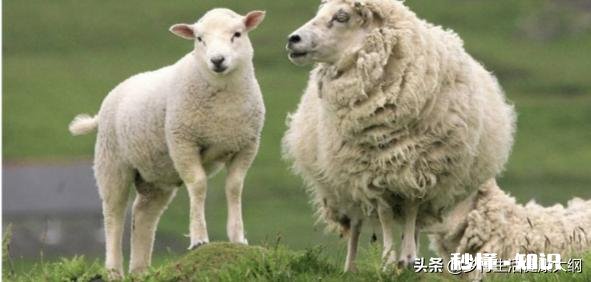 在农村散养羊，从全面考察，哪种羊是最好的