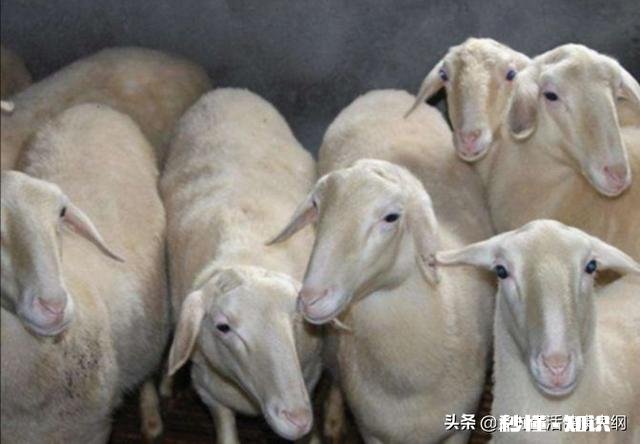 在农村散养羊，从全面考察，哪种羊是最好的