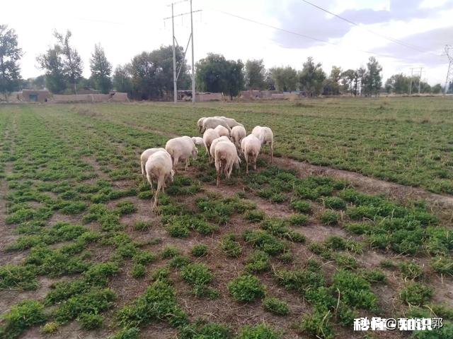 在农村散养羊，从全面考察，哪种羊是最好的