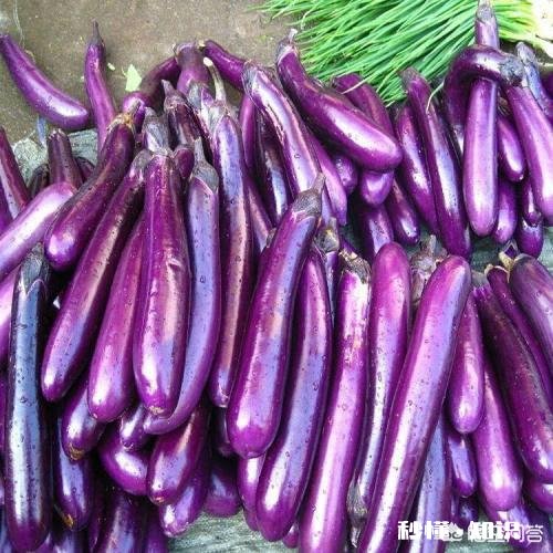 茄子地里的杂草怎样才能除掉