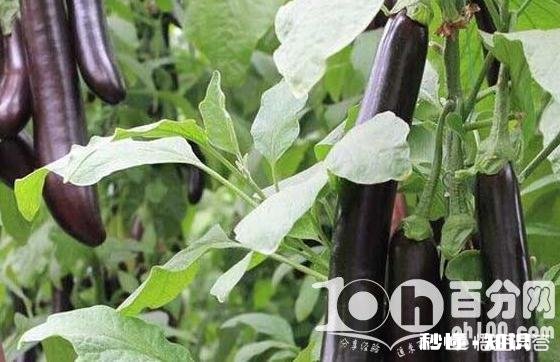 茄子地里的杂草怎样才能除掉