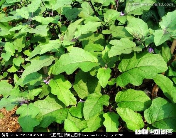 茄子地里的杂草怎样才能除掉