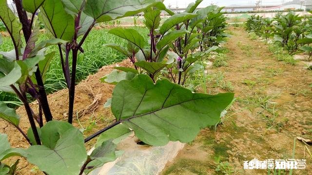 茄子地里的杂草怎样才能除掉