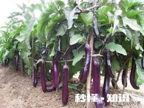 茄子地里的杂草怎样才能除掉