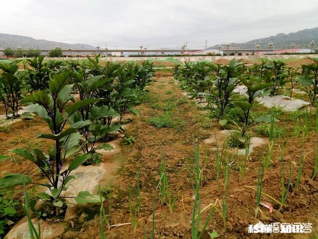 茄子地里的杂草怎样才能除掉