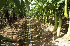 茄子地里的杂草怎样才能除掉