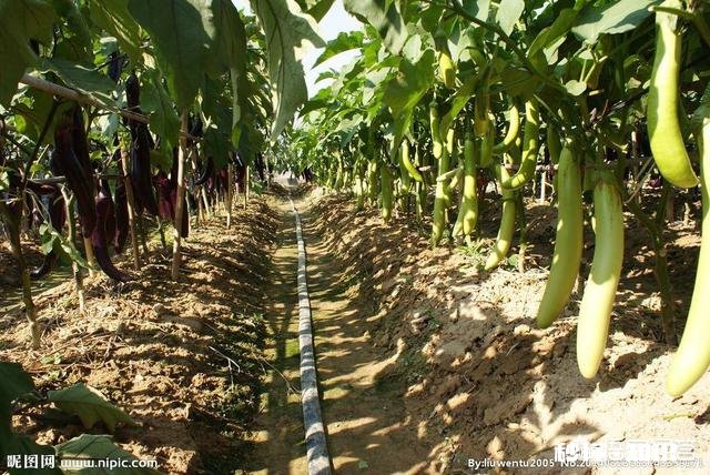 茄子地里的杂草怎样才能除掉