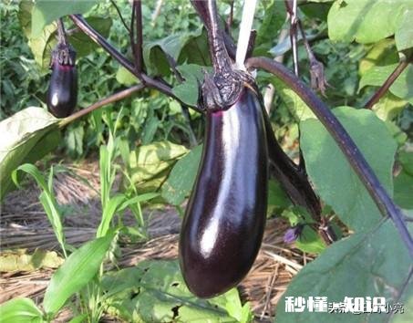 茄子地里的杂草怎样才能除掉