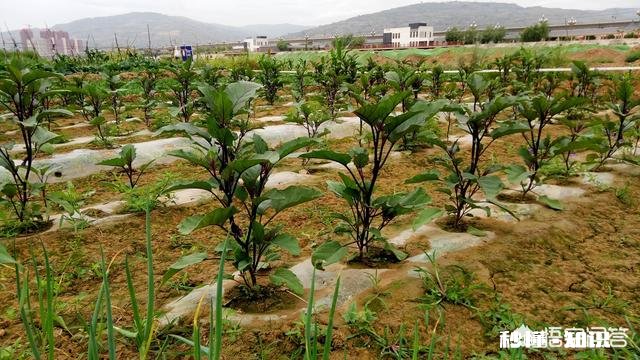 茄子地里的杂草怎样才能除掉
